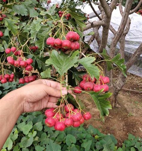 山楂種植|如何种植山楂树？（从选苗到栽培全攻略，轻松掌握种。